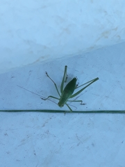 Anisophya punctinervis