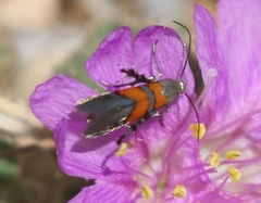 Aetole unipunctella