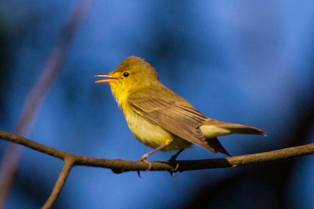 Foto de Icterine Warbler