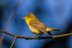 Icterine Warbler photo 2