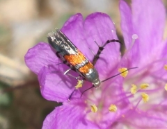 Aetole unipunctella