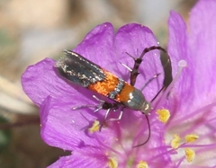 Aetole unipunctella