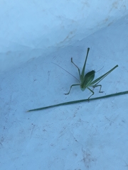 Anisophya punctinervis