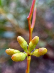 Eucalyptus oleosa