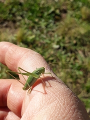 Anisophya punctinervis