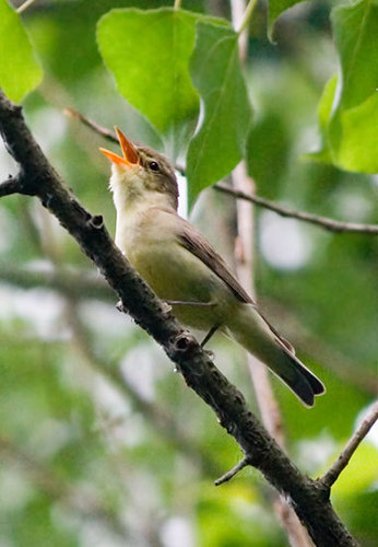 Paprastoji tošinukė nuotrauka