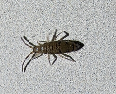 Willowsia nigromaculata