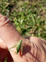 Anisophya punctinervis