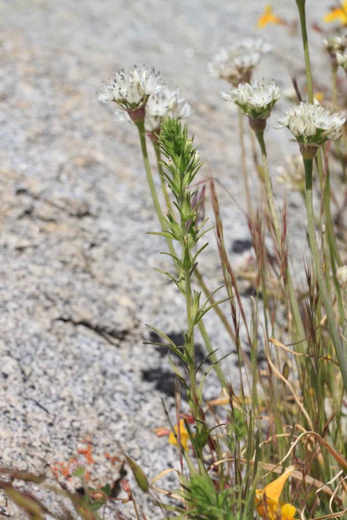 valley tassels from Riverside County, CA, USA on May 19, 2010 at 0138 PM by Jordan Zylstra