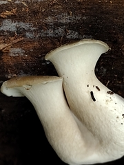 Bresadolia craterella