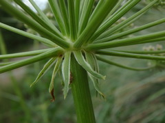 Laserpitium gallicum