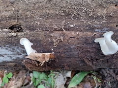 Bresadolia craterella