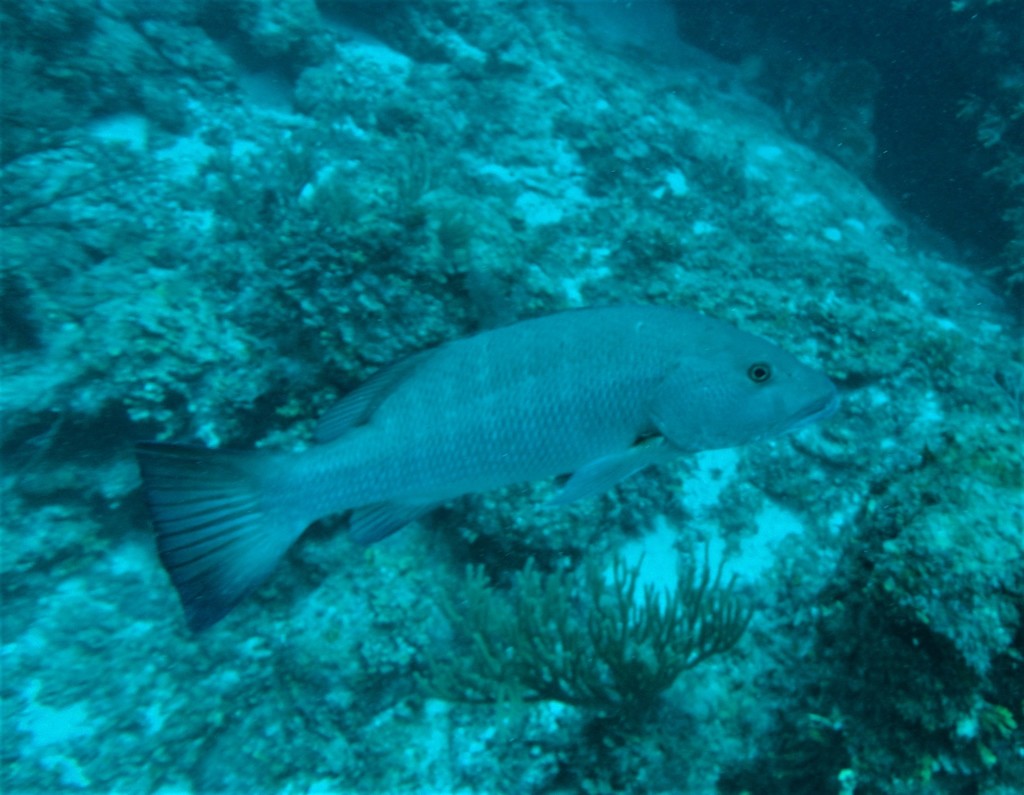 Fish of Florida: Atlantic Cubera Snapper (Lutjanus cyanopterus) Species  Profile - UF/IFAS Extension Collier County