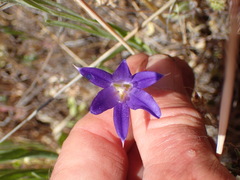 Brodiaea terrestris