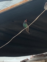 Cynanthus latirostris