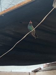 Cynanthus latirostris