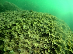 Padina durvillei