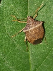 Euschistus obscurus