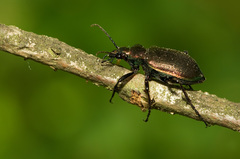 Calosoma inquisitor