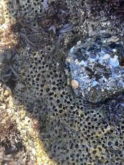 Dodecaceria fewkesi