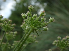 Laserpitium gallicum