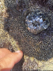 Dodecaceria fewkesi