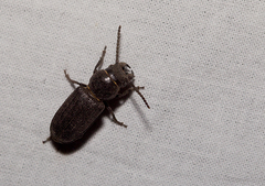 Spondylis buprestoides