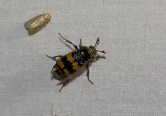 Nicrophorus vespillo