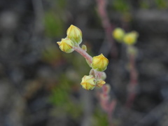Dudleya variegata