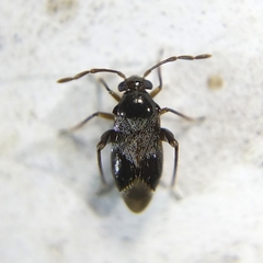 Ceratocapsini