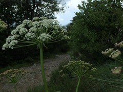 Laserpitium gallicum