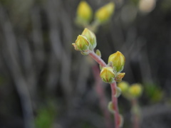 Dudleya variegata
