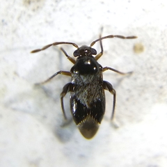 Ceratocapsini
