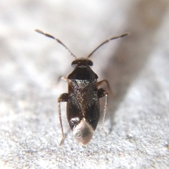 Ceratocapsini