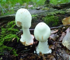 Amanita aestivalis