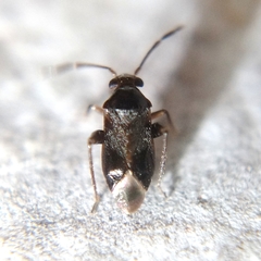 Ceratocapsini