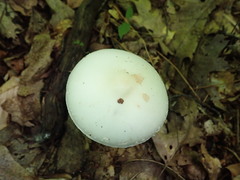 Amanita aestivalis