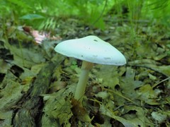 Amanita aestivalis