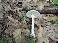 Amanita aestivalis