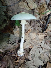 Amanita aestivalis