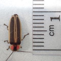 Photinus macdermotti