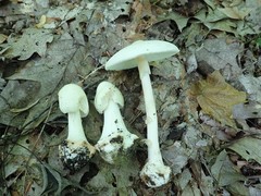 Amanita aestivalis