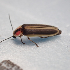Photinus macdermotti