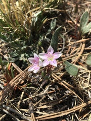 Claytonia rosea