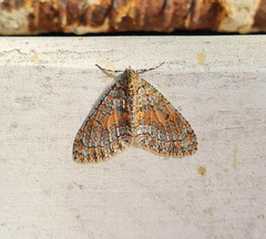 Trichopterigia sanguinipunctata