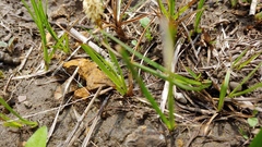 Carex meadii