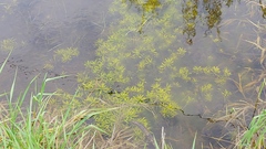 Ludwigia polycarpa