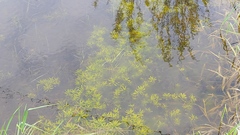 Ludwigia polycarpa