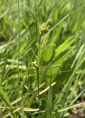 Carex meadii