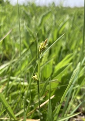 Carex meadii